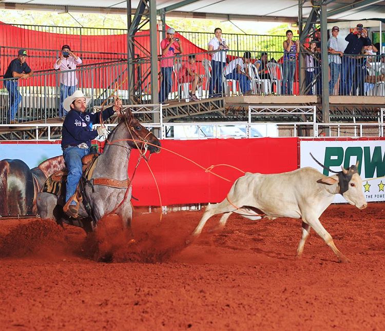 Laçador montado acompanhando um novilho em competição de Team Roping