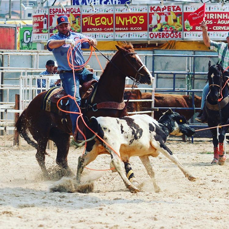 Competidor a cavalo em prova com novilho, com público nas arquibancadas